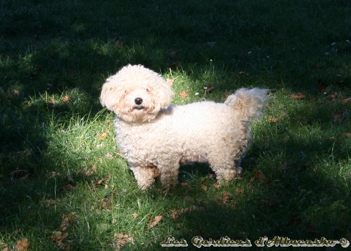 Les Bichon Frise de l'affixe   Joseph Lacolley