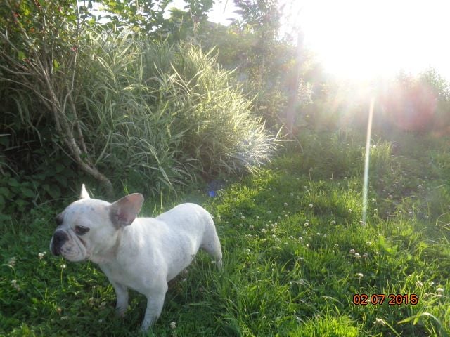 Les Bouledogue français de l'affixe   de la réserve deden