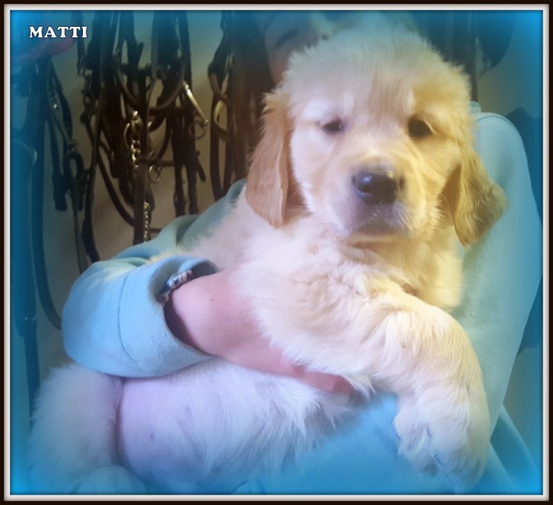 Matti du clan des petits molosses