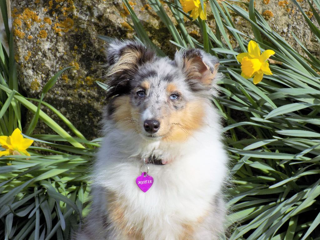 Les Shetland Sheepdog de l'affixe   des Esprits du Loup