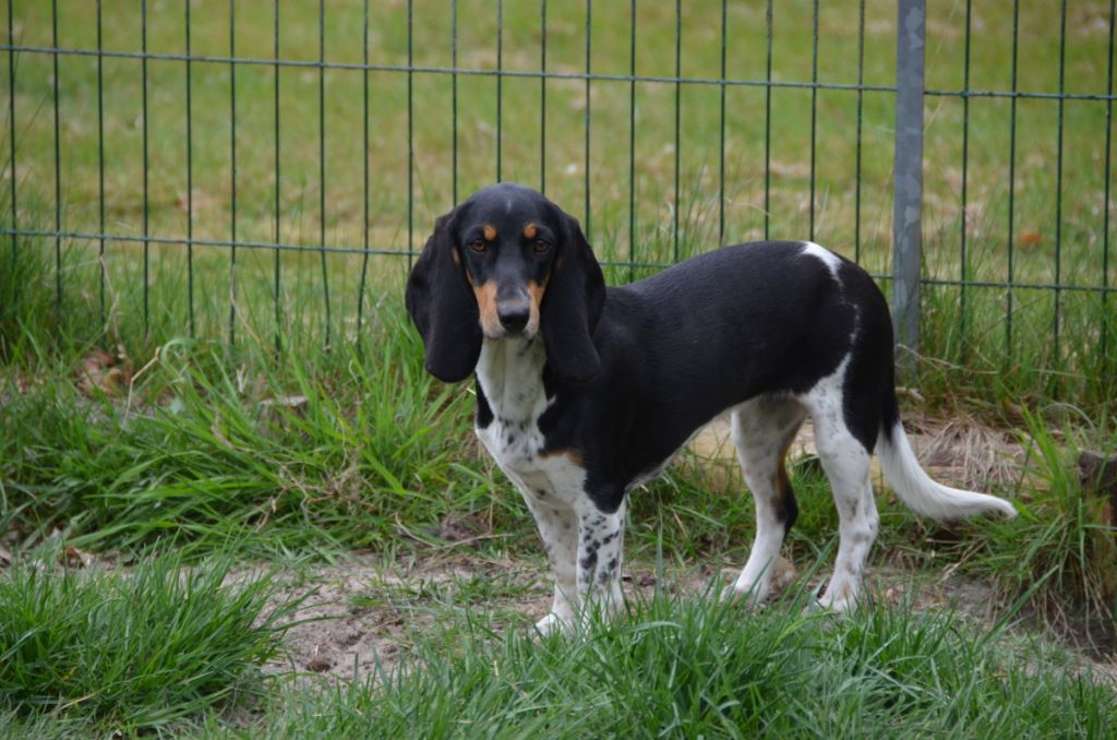 Chien Elevage Des Varennes Du Val De Loire Eleveur De