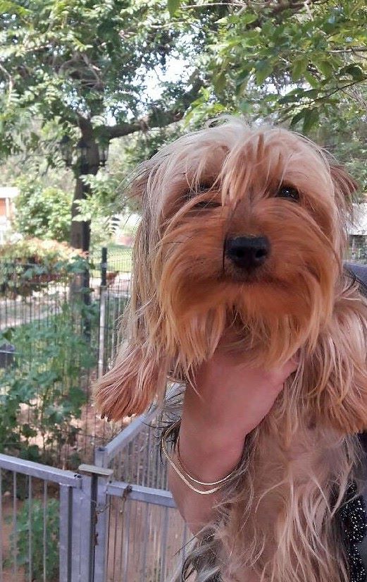 Les Yorkshire Terrier de l'affixe   des petits diables de camargue