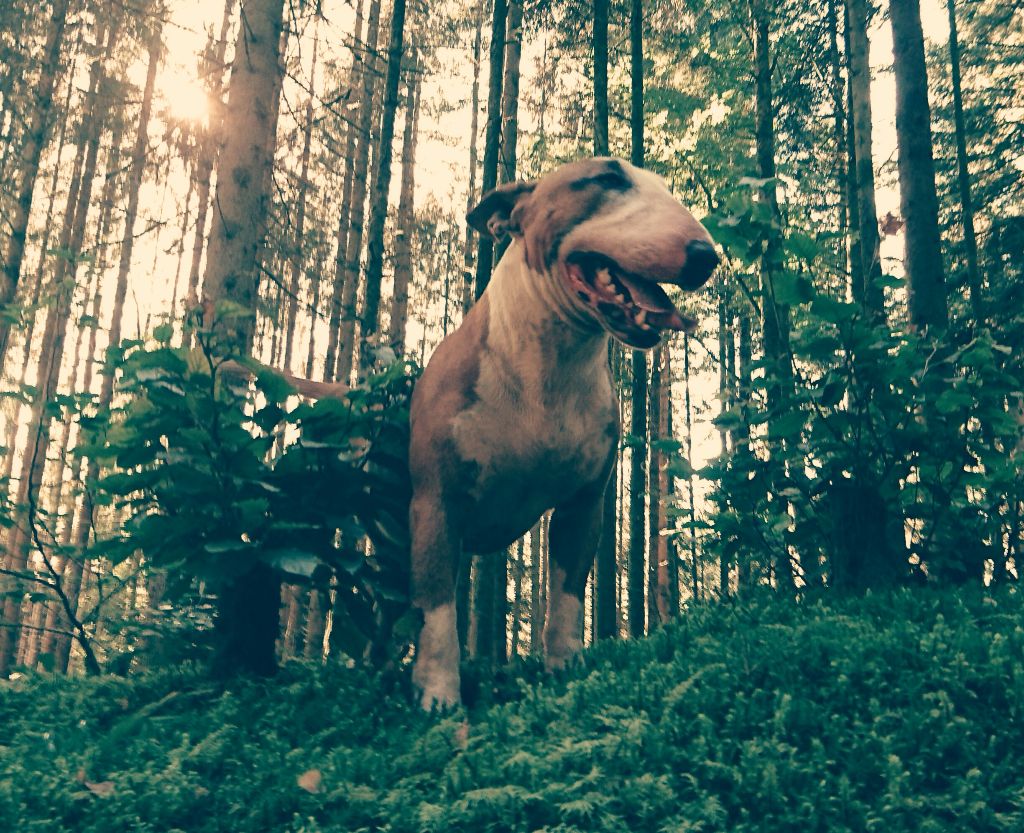 Les Bull Terrier de l'affixe   Du Cajarc