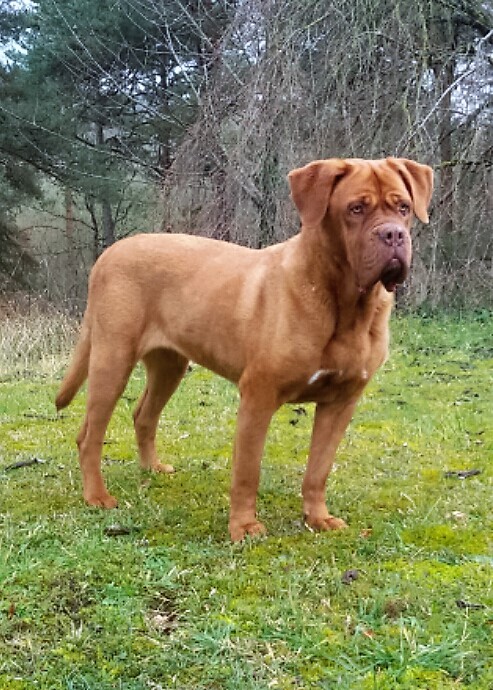 Femelle dogue de bordeaux    bahia du domaine de Chassefaim