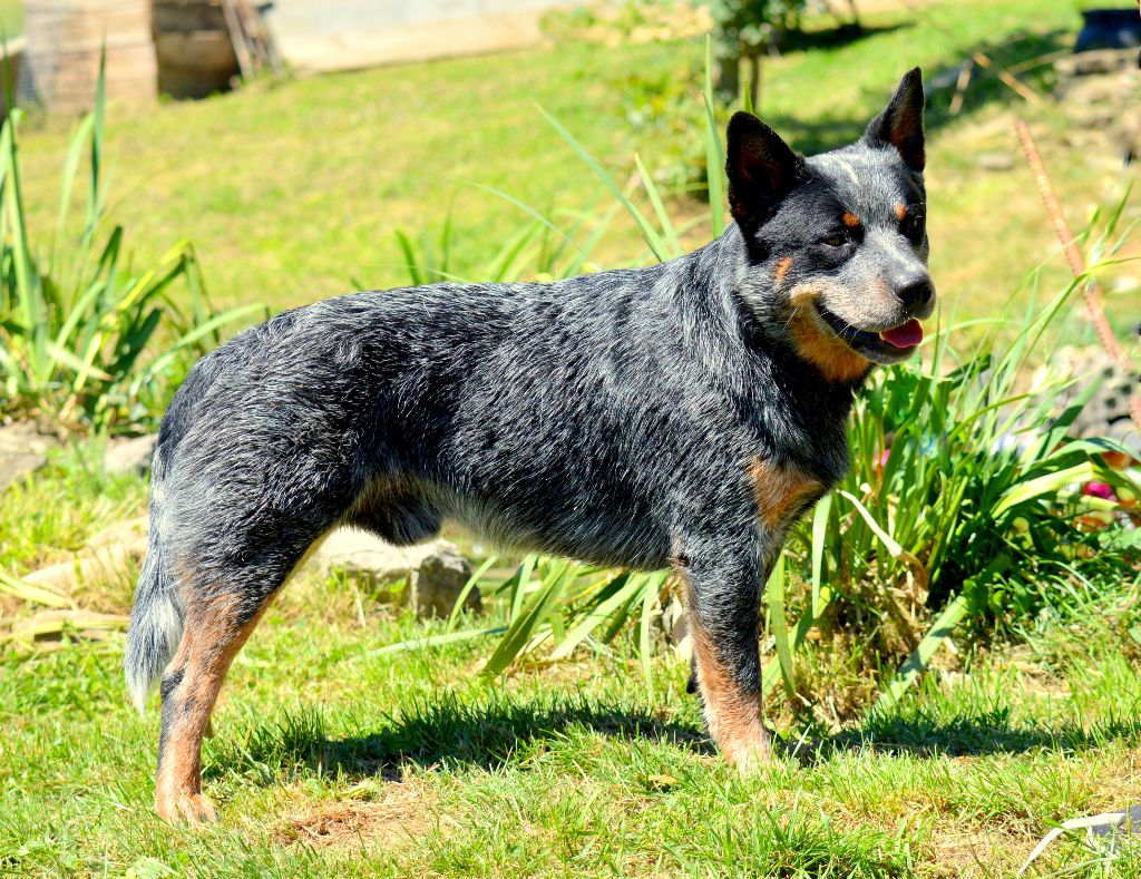 chien-bouvier-australien-loomis-du-phoenix-ardent