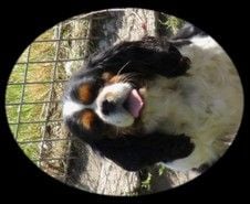 Les Cavalier King Charles Spaniel de l'affixe   du Manoir de Leelaumarilody