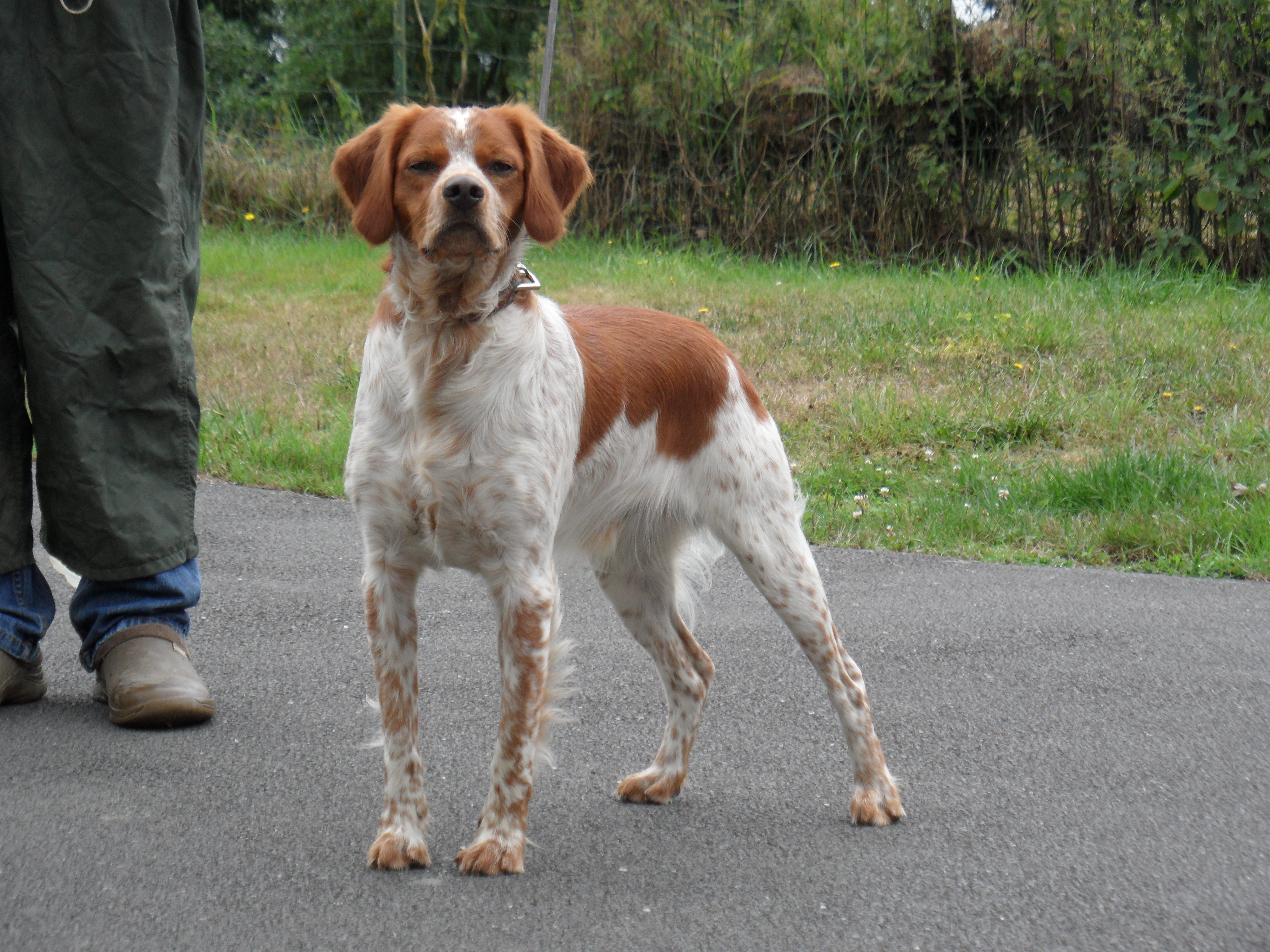 Major des bois de gland