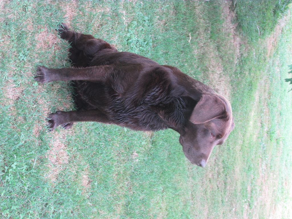 Les Labrador Retriever de l'affixe   Du Chalet D'Apache