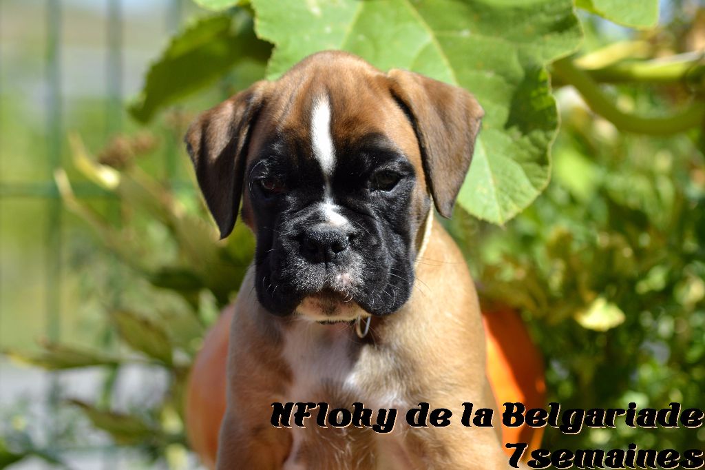 Nfloky De La Belgariade