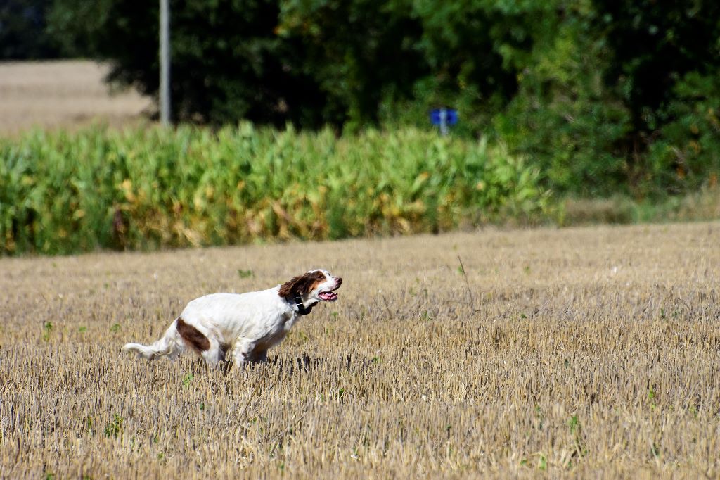 Les Setter Anglais de l'affixe   de la centaurée noire