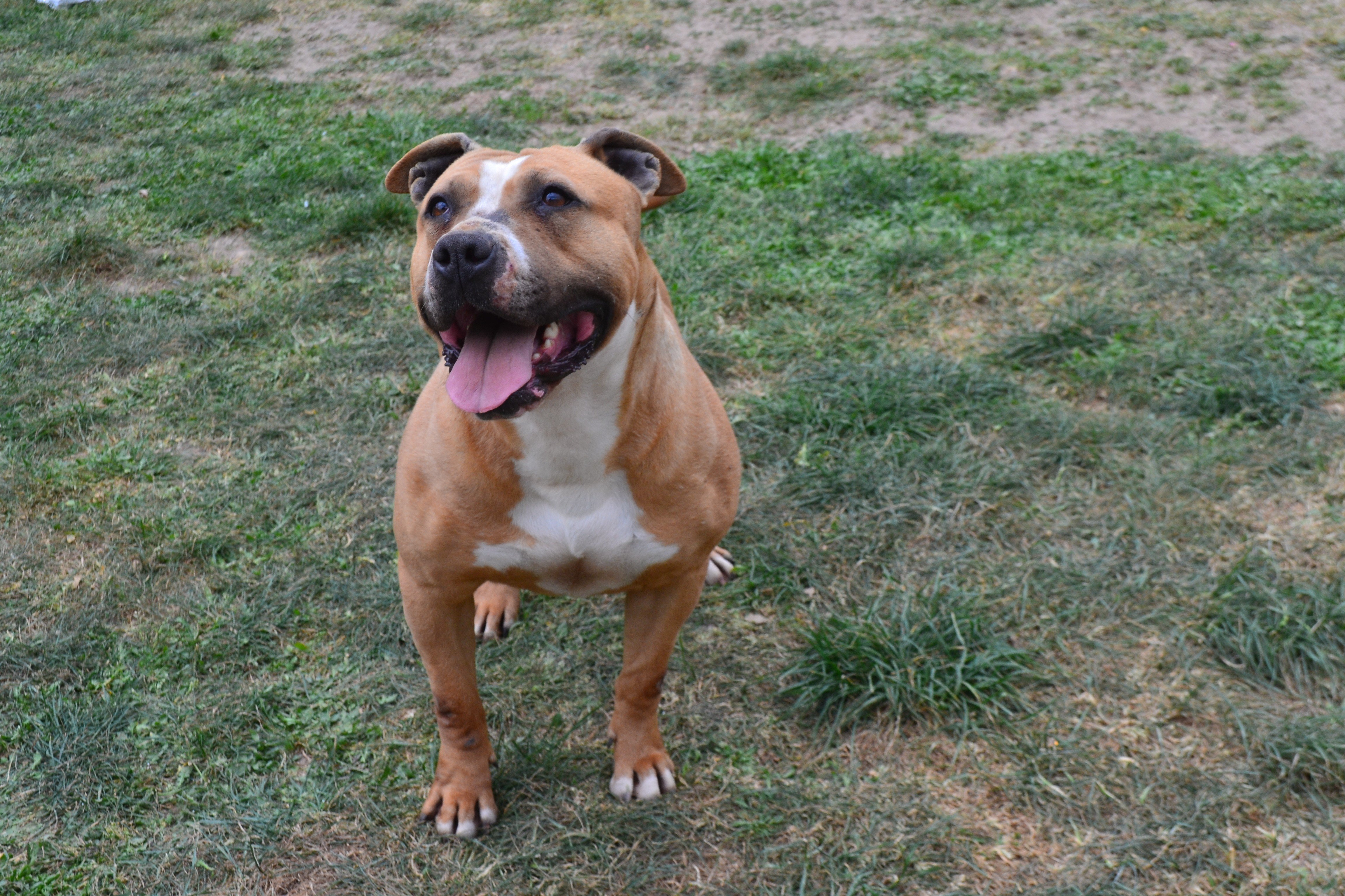 Les American Staffordshire Terrier de l'affixe   Eternal Love And Loyalty