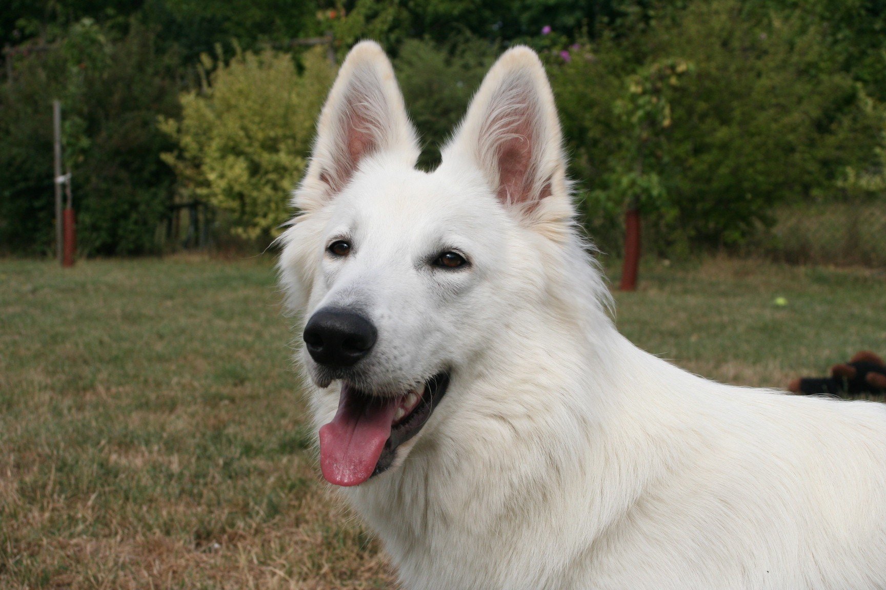 Chien Elevage Des Blancs De La Pierre Lune Eleveur De