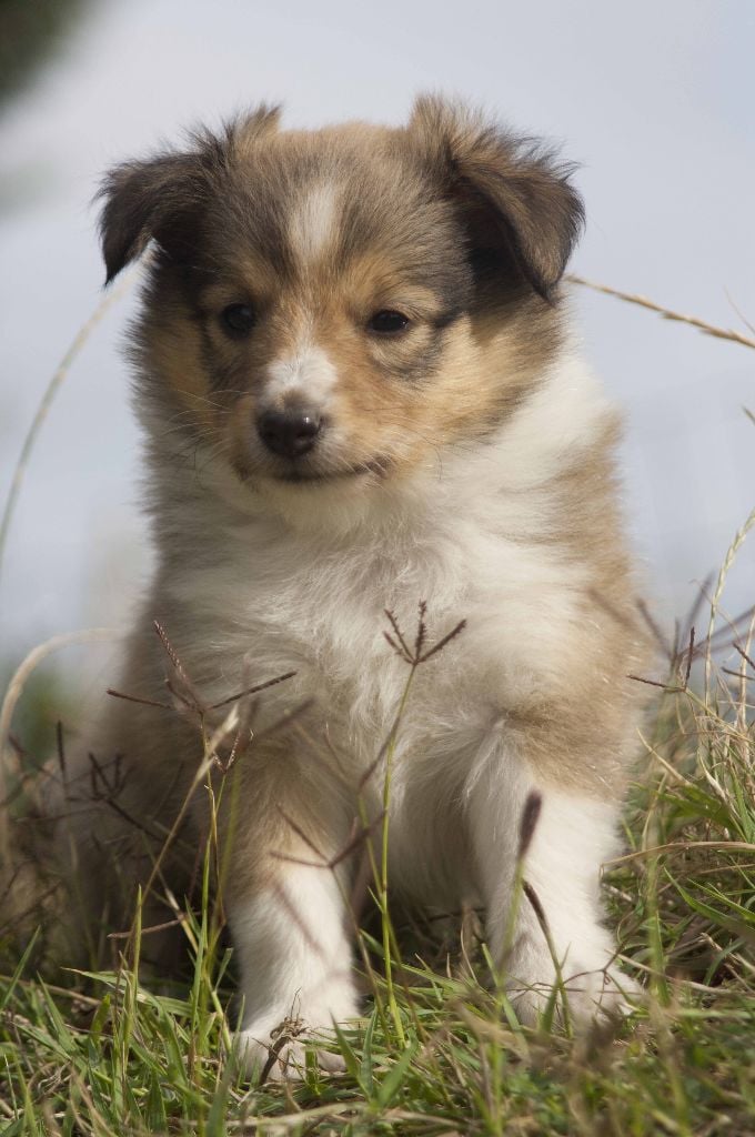 Lotus des loups de l'isengard