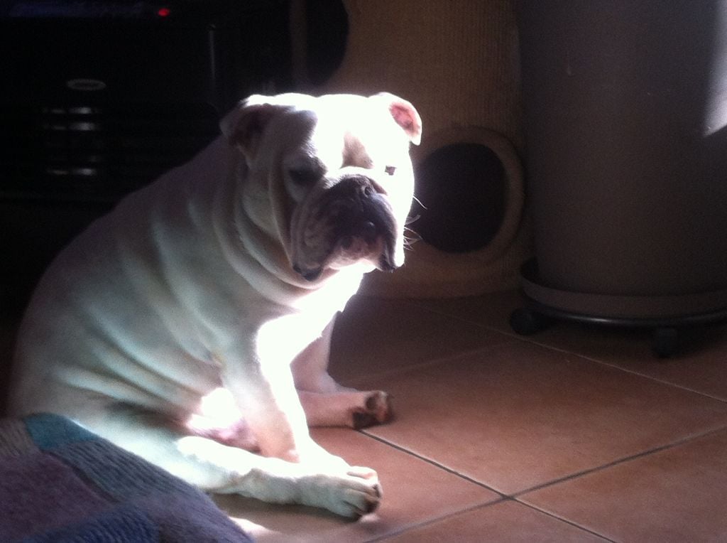 Les Bulldog Anglais de l'affixe   Du Chemin De La Sainte Victoire