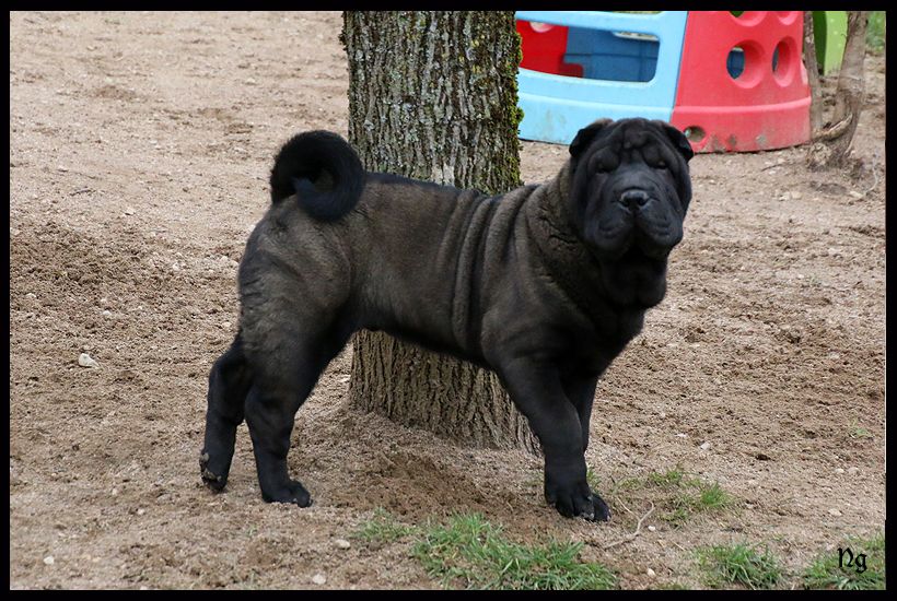 Noir Océan Je Suis La Couleur Du Nuorilang Chien De Race