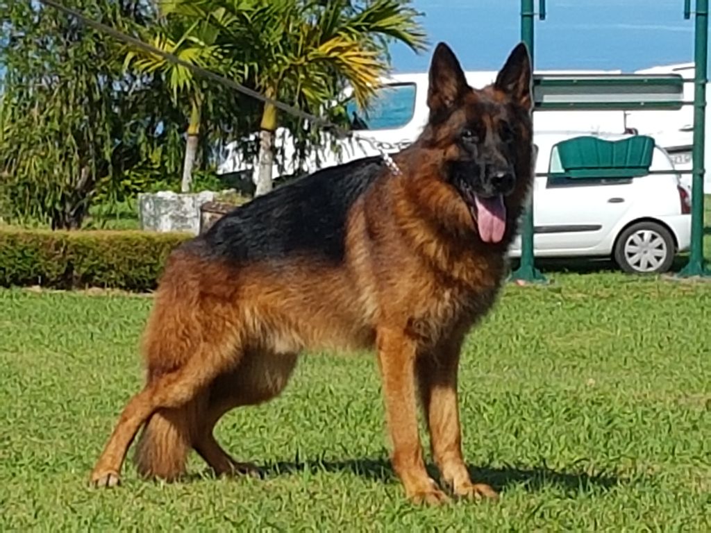 Les éleveurs De Chiens Et De Chiots De Race Sunissent Pour