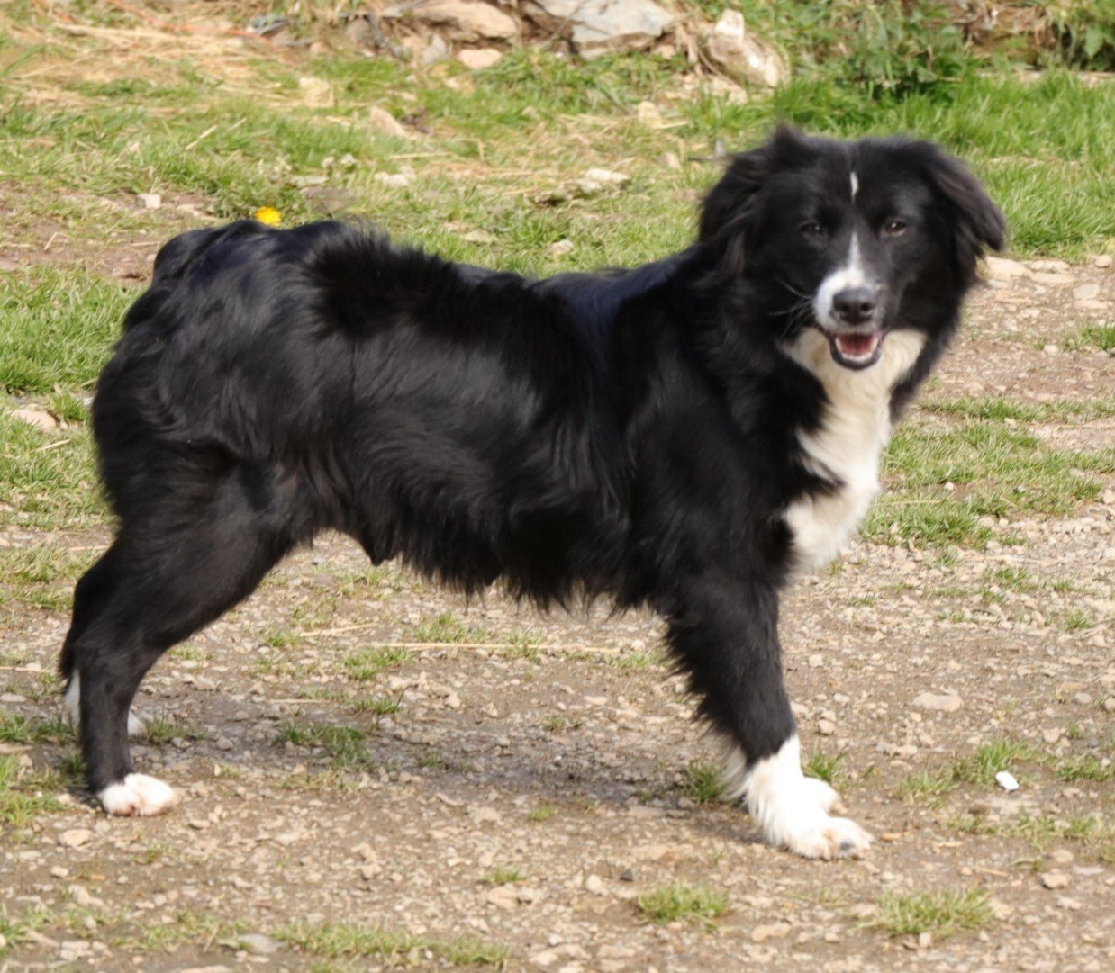 Chien - I'bianca ii Titre Initial - Gaec des Tulipes, éleveur de chiens ...