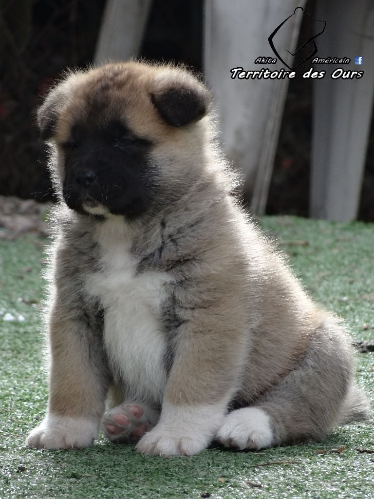 Otis du Territoire Des Ours