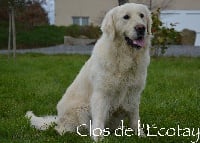 Major de l'eclat des roz blanches