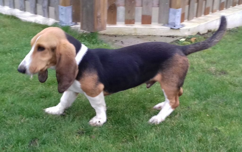 Les Basset Artesien Normand de l'affixe   De L'Etang De Rochefort