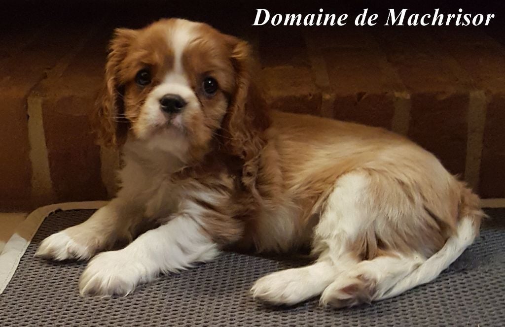 Oscar du domaine de machrisor