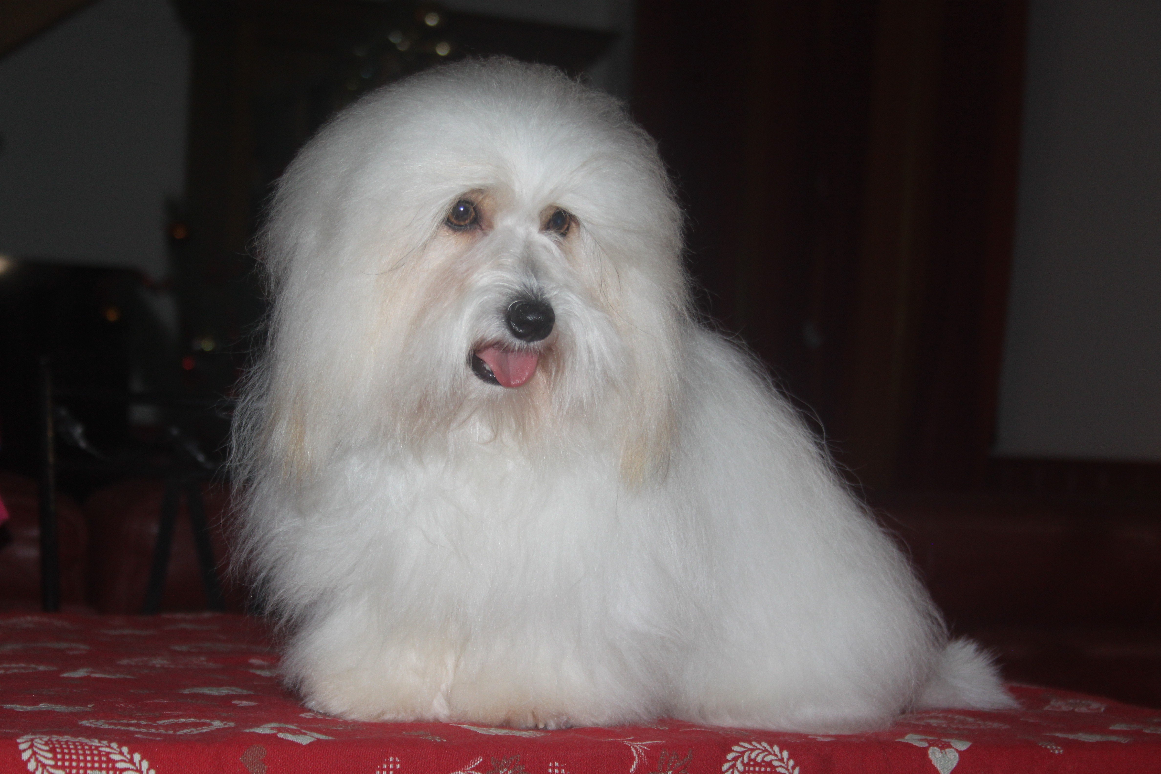 Les Coton de Tulear de l'affixe   De La Tour Du Bonheur