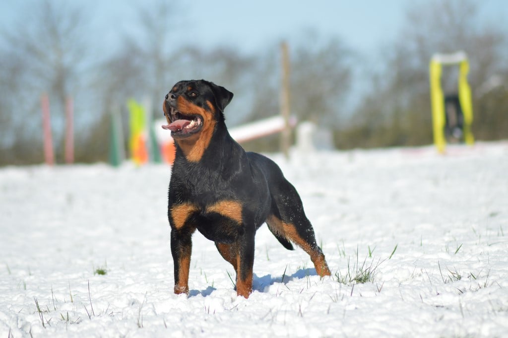 Les Rottweiler de l'affixe   des gardiens de feu