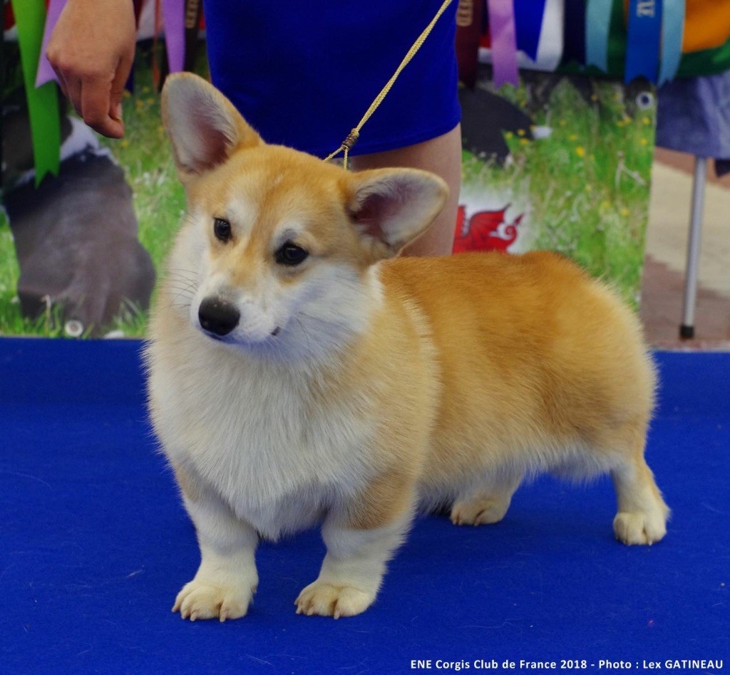 welsh corgi pembroke de la vallee magique chiens fiche sap altyn jadar