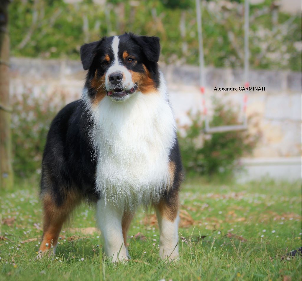 Nanook black jewel Du Domaine Du Boisgeloup