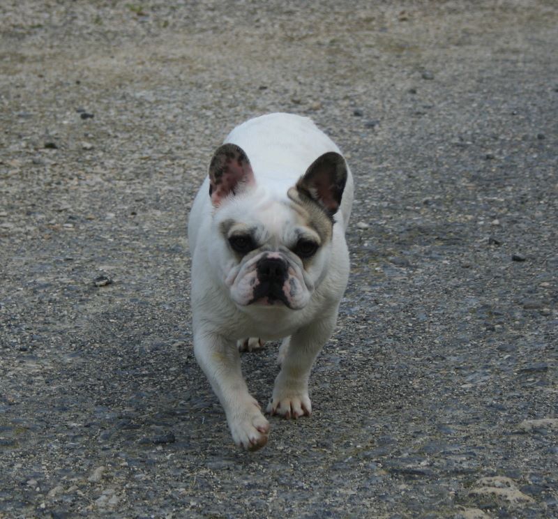 Les Bouledogue français de l'affixe   du clos des Obiers