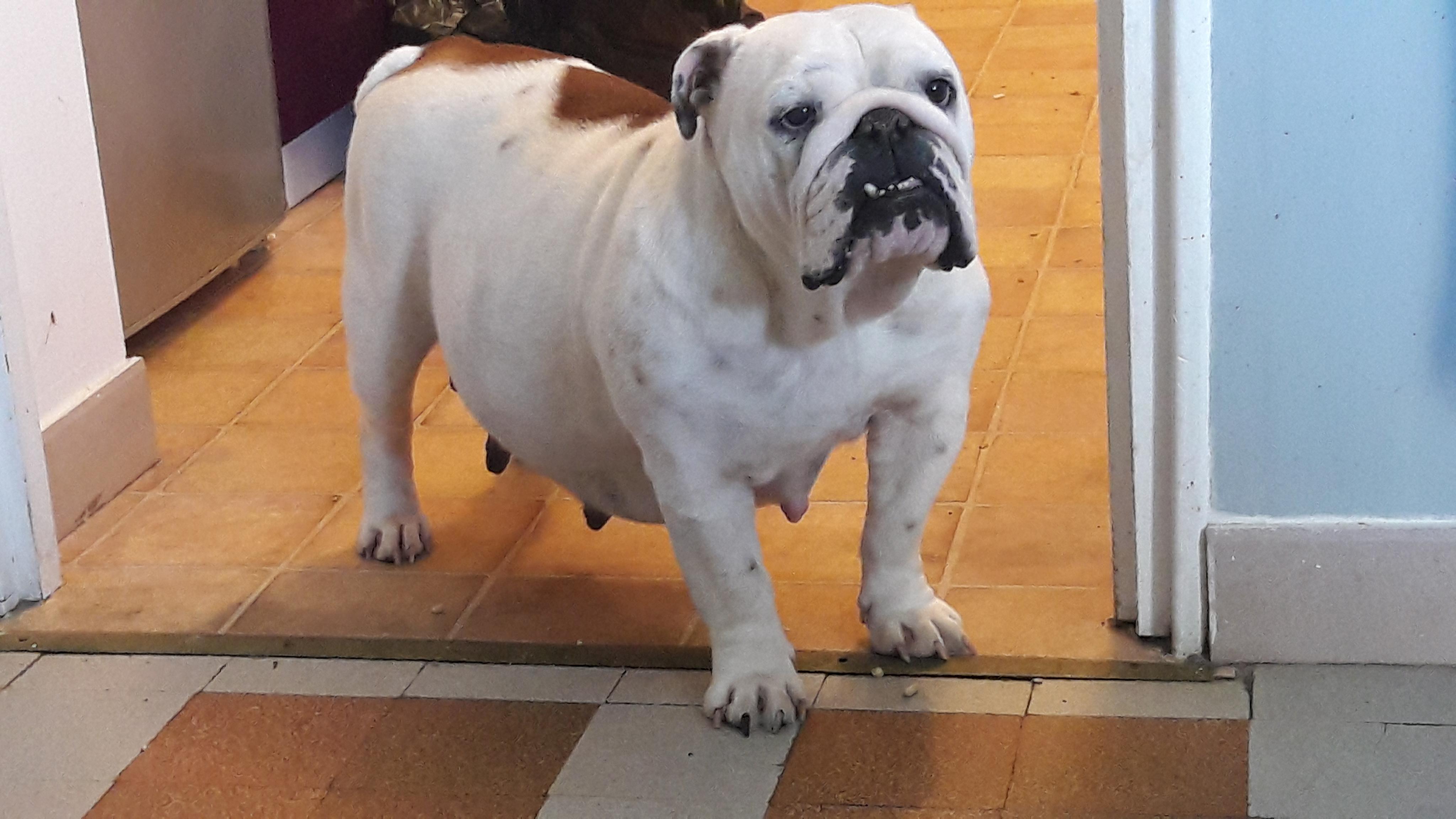 Madeleine Des Petits Bulls Sucrés Chien De Race Toutes Races