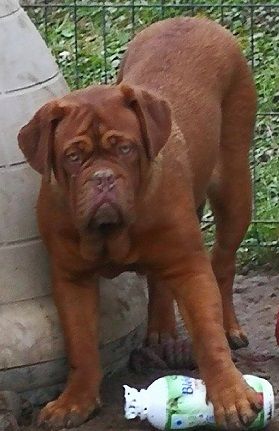 general.Les Dogue de Bordeaux general.delaffixe  Of Holly's Kingdom