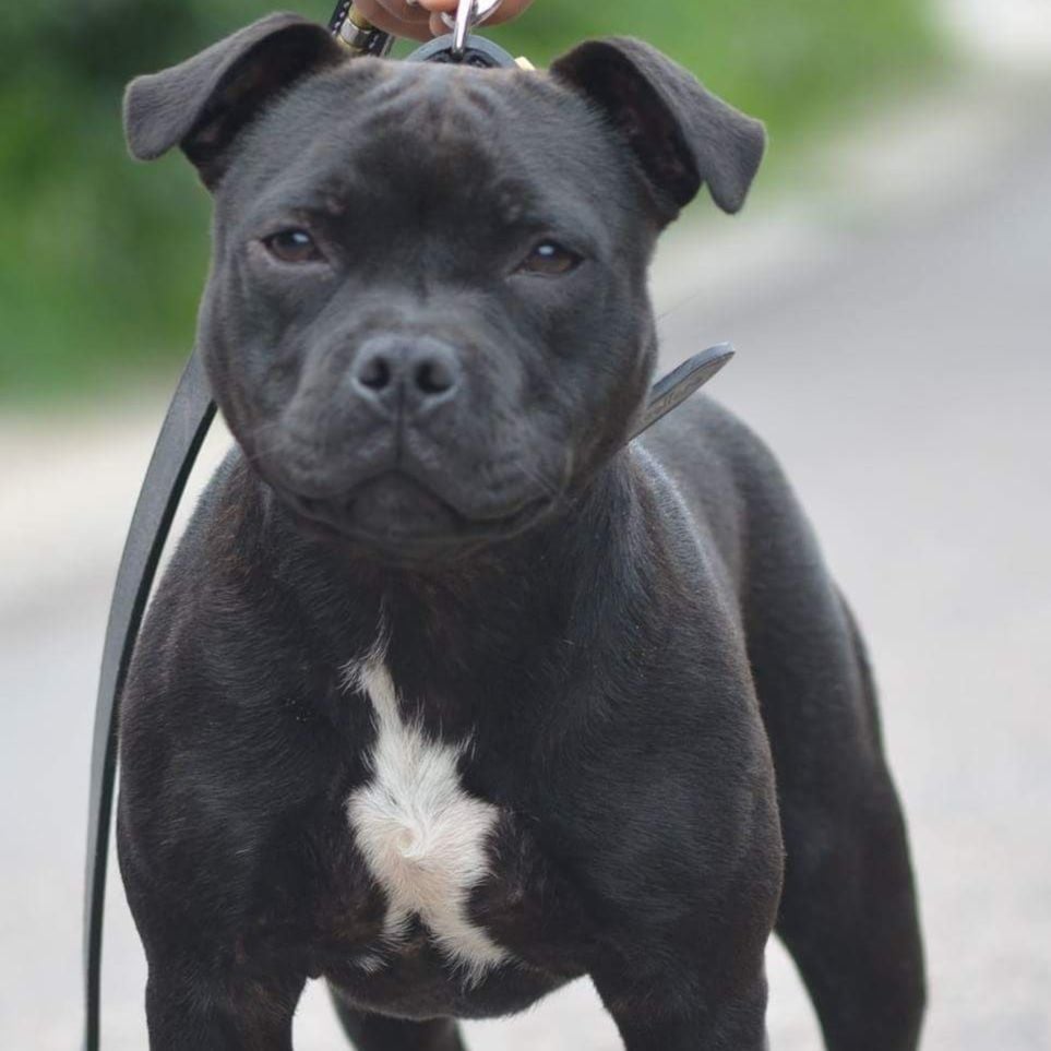 Les Staffordshire Bull Terrier de l'affixe   Du Clos Du Castel Champenois