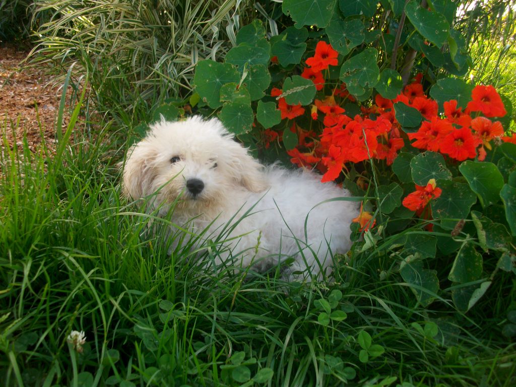 Les Bichon Frise de l'affixe   de la réserve deden