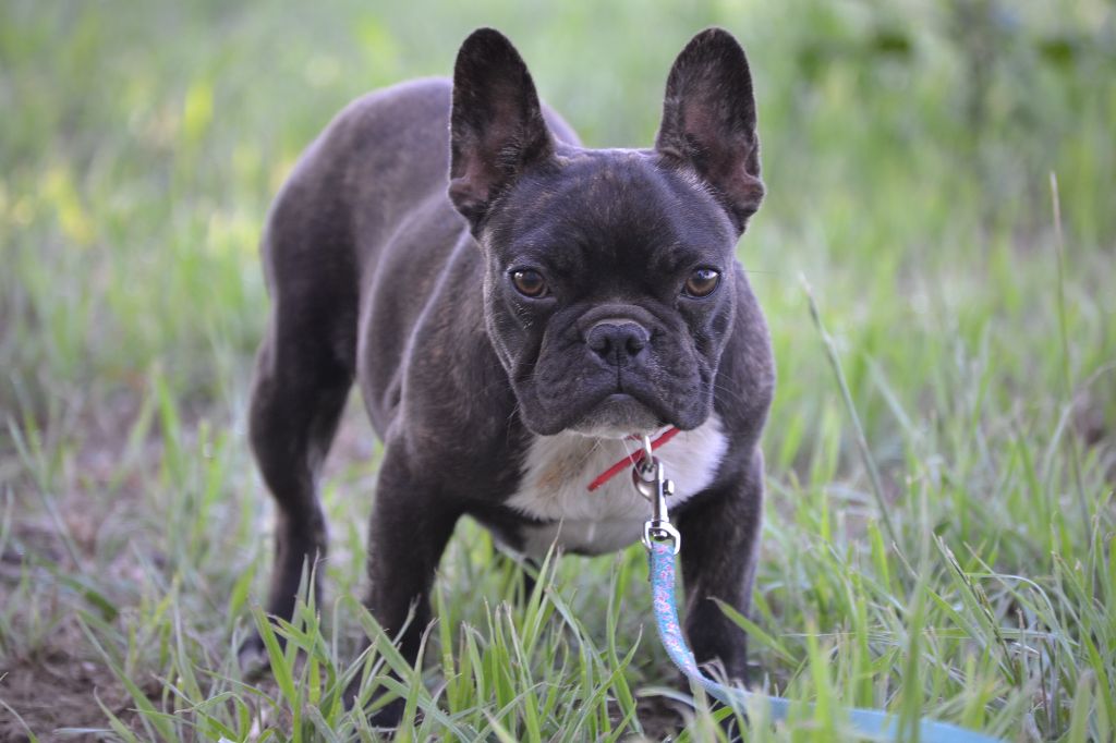 Les Bouledogue français de l'affixe   Julie Berthet