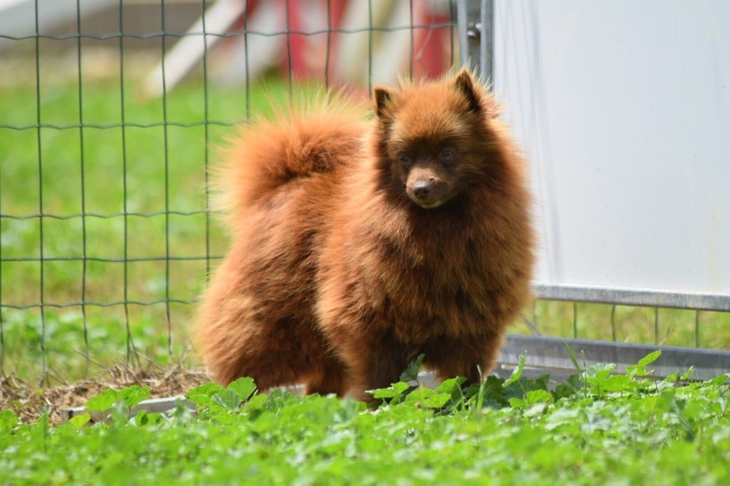 Les Spitz allemand de l'affixe   De L'esquisse Sauvage