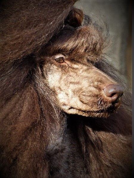 Les Caniche de l'affixe   Des Dunes D'emnizya