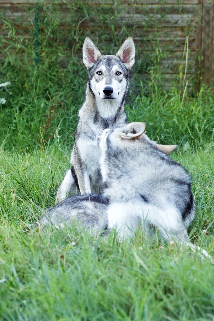 Lakota shunka warak'in Tawamiciya