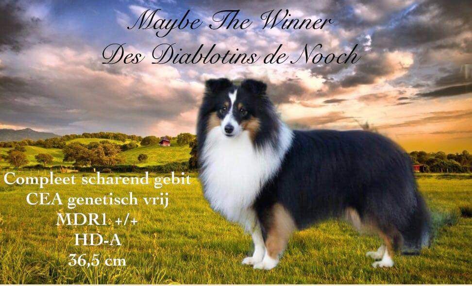 Maybe the winner des Diablotins de Nooch