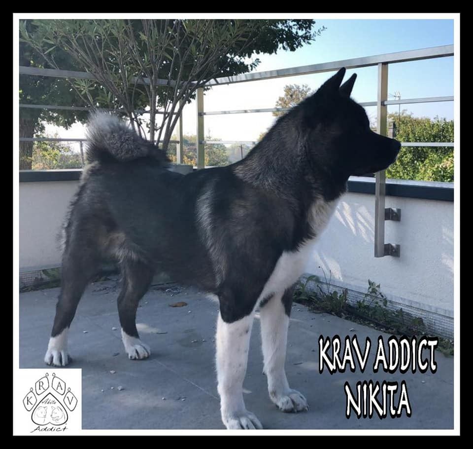 Krav Addict Nikita