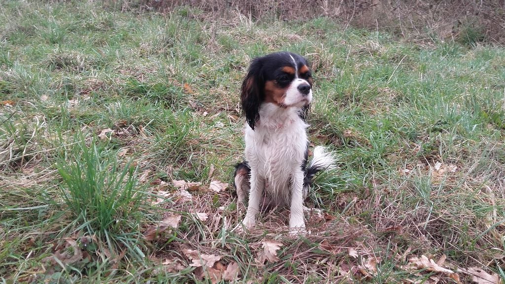 Les Cavalier King Charles Spaniel de l'affixe   des Trésors De L'Atipyque