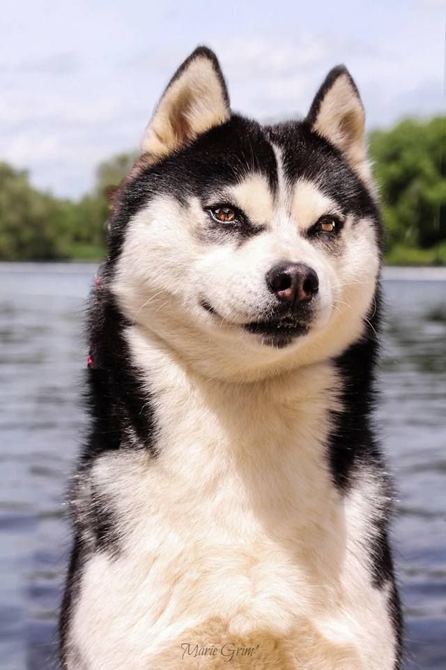 Les Siberian Husky de l'affixe   Du Royaume De L'Etoile Bleue