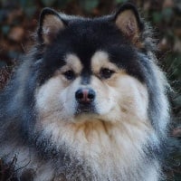 My fabulous meeka du pays de l'aurore boréale