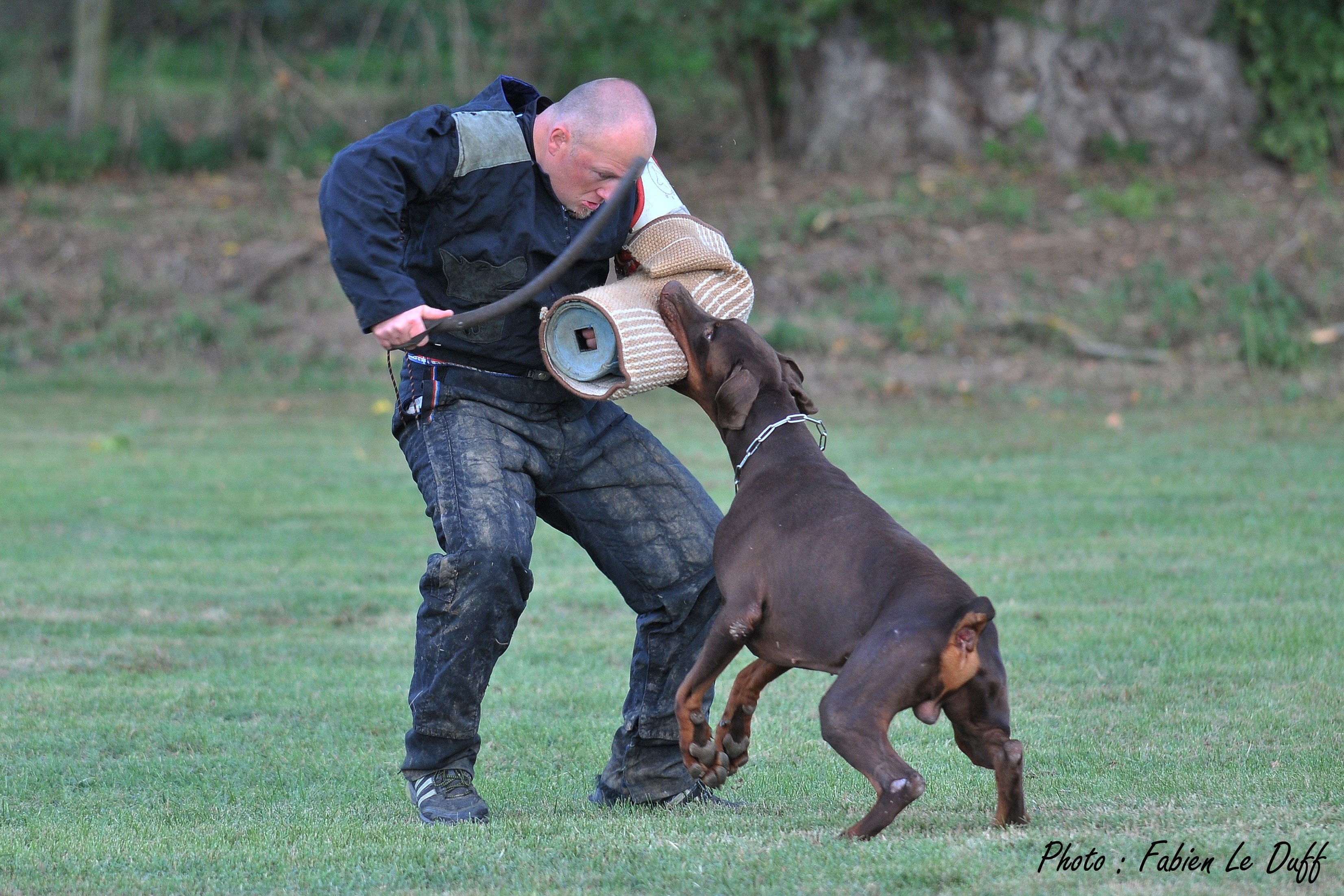 Les Dobermann de l'affixe   of Black Crystal Shadow