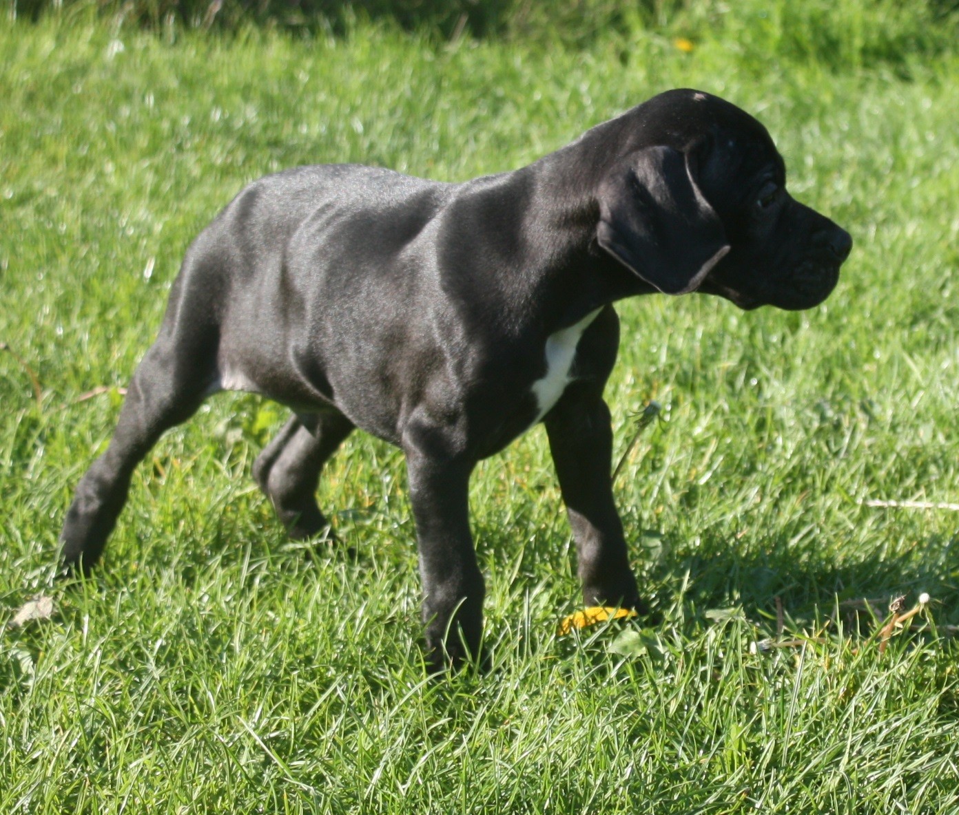 Léo du Domaine du Sable Blanc