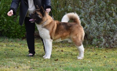 CH. Some like it hot (romeo) mamoru