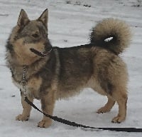 Nachos l'âme des loups