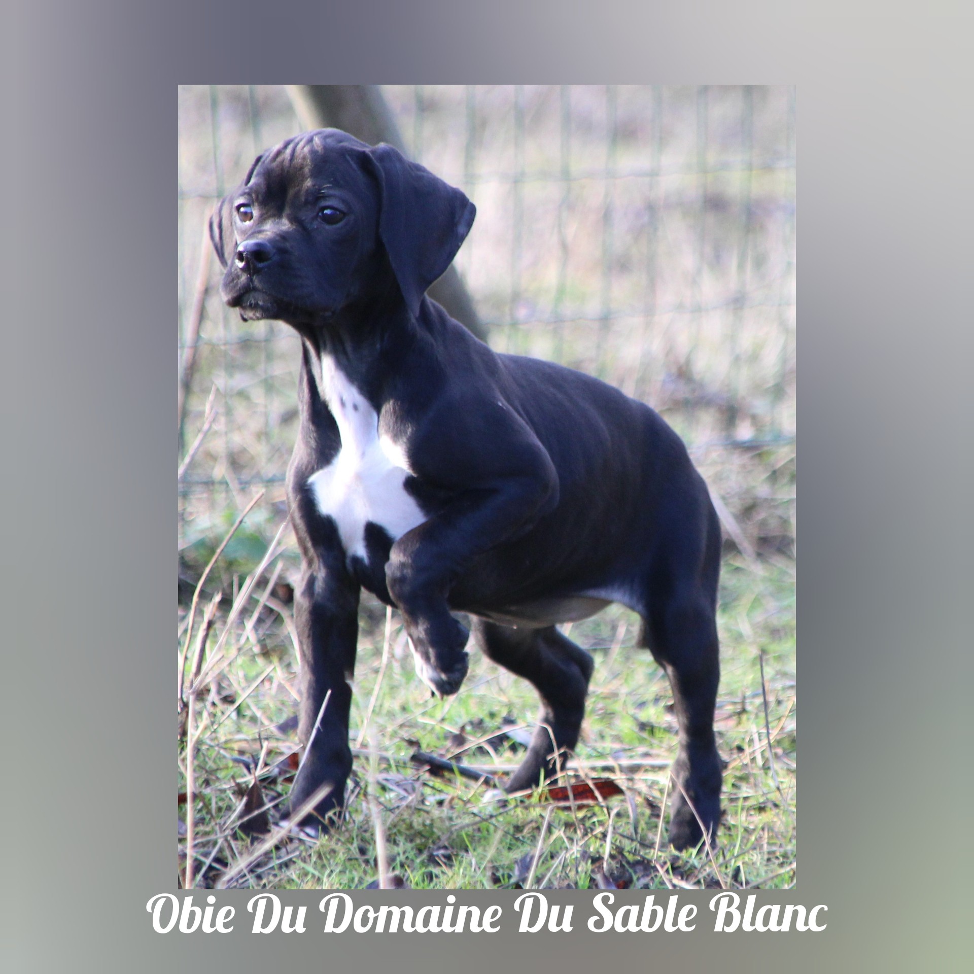 Obie du Domaine du Sable Blanc