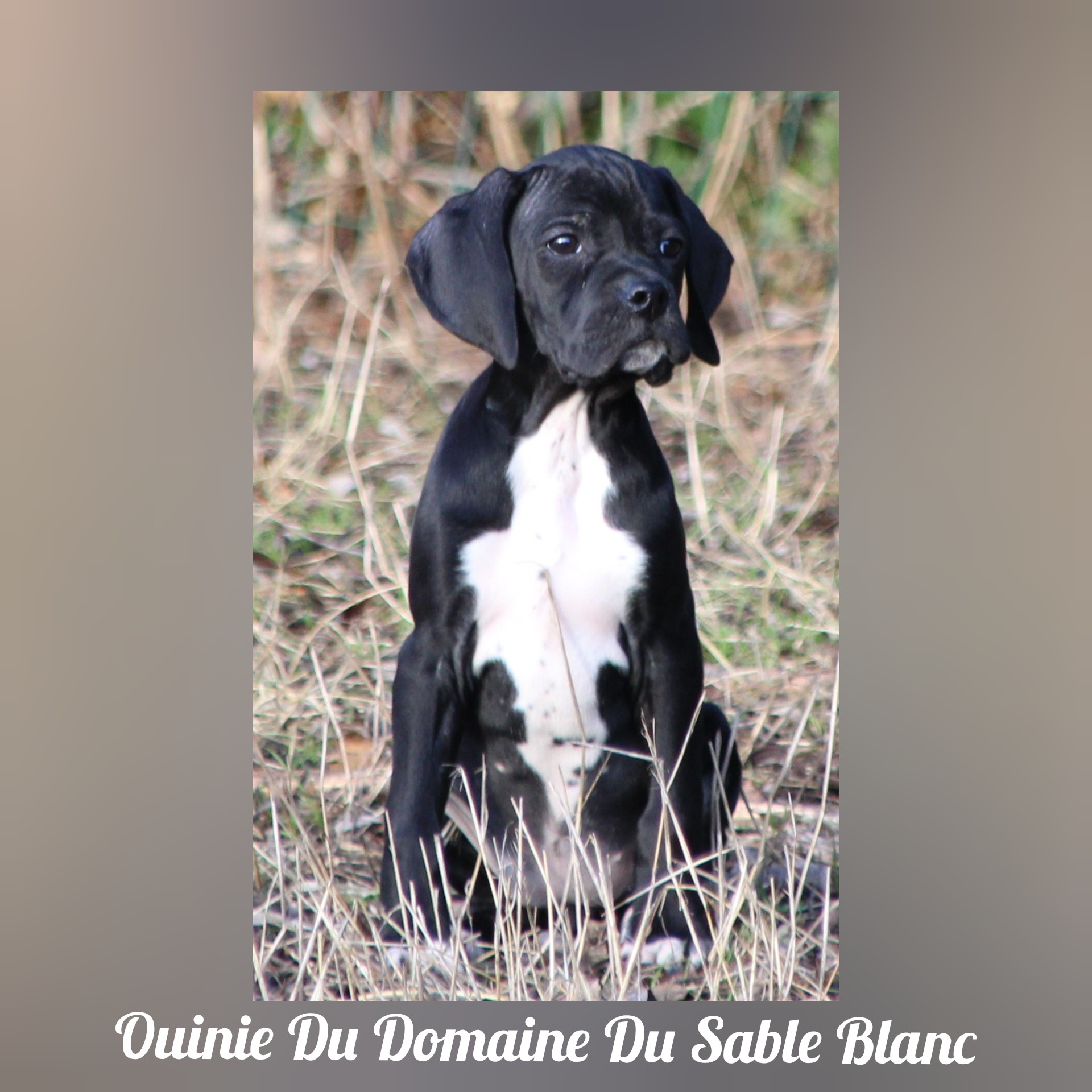 Ouinie du Domaine du Sable Blanc