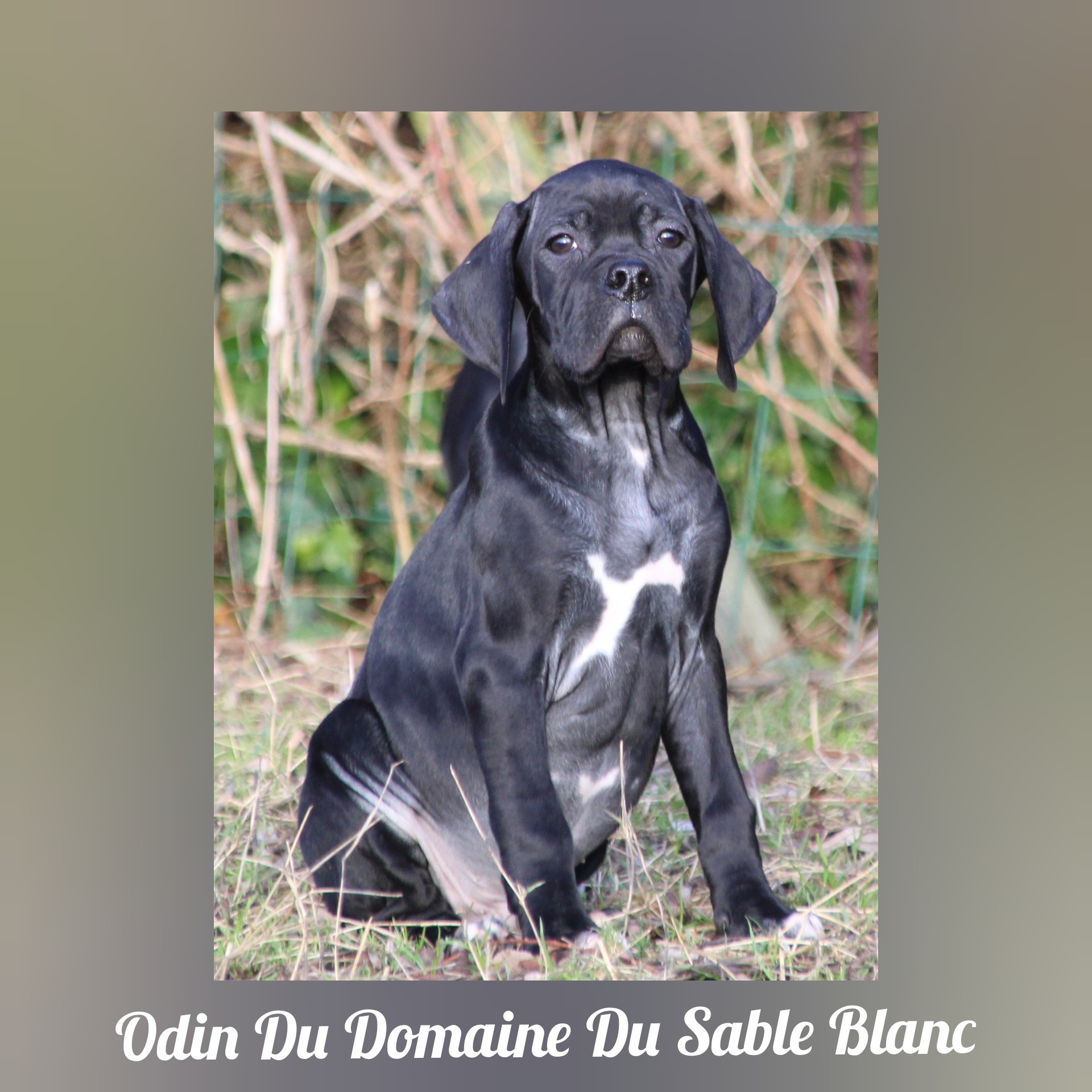 Odin du Domaine du Sable Blanc